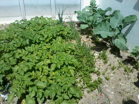 Após o controle das lagartas das couves foi possível colher folhas para fazer caldo verde. As nossas batatas estão quase prontas para a colheita. Em junho vamos mostrar a nossa produção...